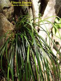 Image result for Vittaria