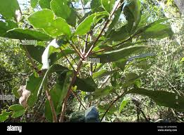 Image result for Elaeodendron croceum