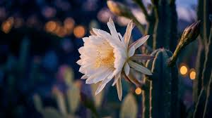 Night Blooming Cereus Care Tips for Healthy, Big Blooms - Seed Sheets