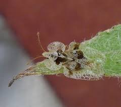 Tigrul platanului (corythucha ciliata) este o specie invazivă, originară din america de nord, de ca și multe alte insecte și tigrul platanului dezvoltă rezistență la substanțele folosite pentru combaterea lor. In Sfarsit S A Facut Lumina Si In Cazul Culturilor Minore Sau Utilizarilor Minore SÄƒnÄƒtatea Plantelor