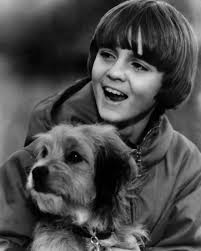 That adorable little face audiences fell in love with in 1974's Benji  actually belonged to a clever dog actor named Higgins. Higgins was rescued  from Burbank Animal Shelter by animal trainer Frank