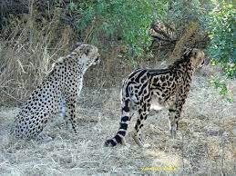 King Cheetah And Normal Cheetah Very Rare Sighting By A Pro Photographer Wild Cats Melanistic Animals Rare Animals