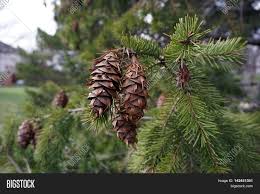 The douglas fir (pseudotsuga menziesii) is an evergreen conifer species in the pine family, pinaceae. Pine Cones Needles Image Photo Free Trial Bigstock