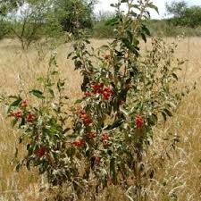 Image result for Solanum tettense