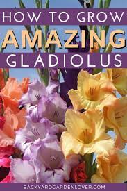 How To Grow Gladiolus And Add Color To Your Garden Flower Care Gladiolus Flower Beautiful Flowers Photography
