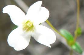 Image result for Mitrasacmopsis