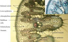 Check spelling or type a new query. Transverse Section Of Ammophila Arenaria Leaf Enlargement X100 Download Scientific Diagram
