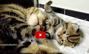 Her 5th litter was born january 21st of this year and she had 5 that time and the times before she had 4 the 1st and 2nd litters and the 3 the next two. Cat Mama Talking To Her Babies Sweetest Moments Cats Mama Cat Kittens