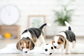 We are raising beagles that are level headed and good companions whether for hunting or for pets. Pocket Beagle 7 Bite Sized Facts You Need To Know Perfect Dog Breeds