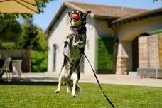 Wag, Wine & Dine: A Culinary Adventure for Pups and their People