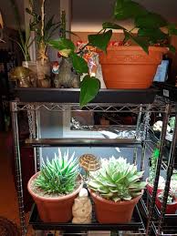 Previous set of related ideas. Cactus And Succulents Forum Grow Light Information And Discussion Garden Org