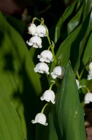 Maianthemum Canadense Canada Mayflower Flowers May Flowers Lily Of The Valley