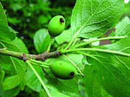 Image result for puklice švestková obrázek