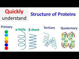 Organization pattern • tertiary structure: Protein Structure Primary Secondary Tertiary Quaternary Youtube
