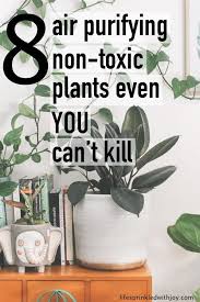 The Best Non Toxic Air Purifying Plants To Keep You Home Clean And Free From Harmful Chemicals Air Purifying Plants Air Purifying House Plants Plants