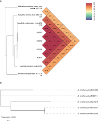It was meant to break down the root system of a plant. Frontiers Emergence Of Ndm 1 And Ctx M 3 Producing Raoultella Ornithinolytica In Human Gut Microbiota Microbiology