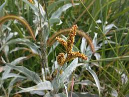 Image result for Persicaria senegalensis