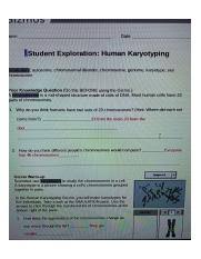 Follow the instructions to go through the simulation. Kami Export Human Karyotyping Pdf Name Date Student Exploration Human Karyotyping Vocabulary Autosome Chromosomal Disorder Chromosome Genome Course Hero