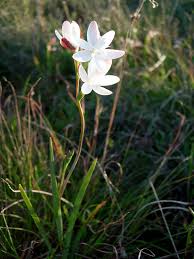 Image result for Hesperantha petitiana