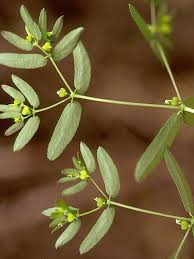 Image result for Euphorbia hyssopifolia