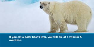 Somewhat Interesting Fun Facts Cool Science Facts Polar Bear Liver