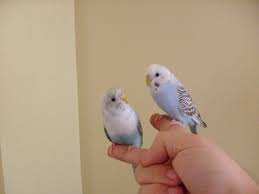 hd wallpaper b c r p t r together parakeet cockatiel budgie bird love wallpaper flare hd wallpaper b c r p t r together