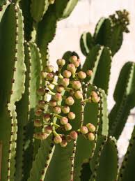 Image result for Euphorbia ingens