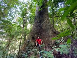 Image result for Tessmannia