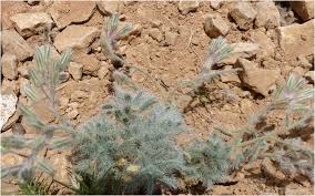 Image result for Cystostemon