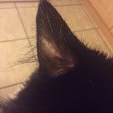 While some cats aren't affected by ringworm, in others it causes hair loss, resulting in visible circular patches, particularly on the body, head and ears. Cat Balding Ears Off 50 Www Usushimd Com