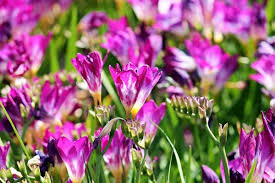 Fragranza piacevolmente profumata per ambienti e tessuti d'arredo. Fiori E Piante Che Profumano Il Giardino