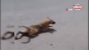 Sakat Taklidi Yapan Kopek Gorenleri Sasirtti Videosunu Izle Son Dakika Haberleri