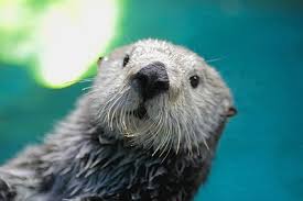 「ラッコ 画像」の画像検索結果