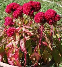 Organic Old Fashioned Heirloom Cockscomb Celosia Cristata Etsy Flowers Flower Garden Annual Flowers