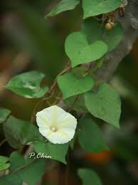 Ipomoea obscura (l.) ker gawl., bot. 3 à¹€à¸¡à¸¢ 56 à¹‚à¸•à¸‡à¸§à¸° à¸«à¸£ à¸­à¸ªà¸°à¸­ à¸ Ipomoea Obscura L Ker Gawl