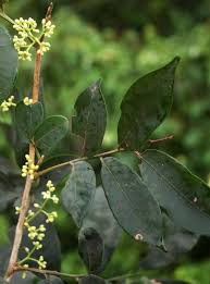 Image result for Trichilia