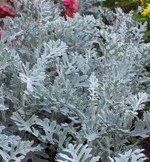 Nombre Cientifico Cineraria Silver Dust Regimen Foliar Perenne Tamano Maximo 40 Cm Epoca Floracion Invierno A Primave Dusty Miller Silver Plant Cineraria