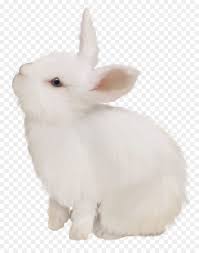 Domestic Rabbit White Rabbit Easter Bunny European Rabbit White Cute Bunny Png Is About Is About Fur Rabits A Rabbit Png Domestic Rabbit Rabbit Illustration