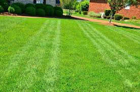 Taller grass has more leaf blade which is crucial for a healthy, resilient lawn. How To Cut Grass Without A Lawn Mower Agreenhand