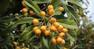 Tree identification by examining images of seeds and fruits. 7 Surprising Benefits Of Loquats