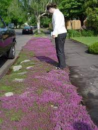 A Planting Guide For Red Creeping Thyme Red Creeping Thyme Outdoor Gardens Dream Garden