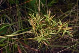 Image result for Cymbopogon caesius