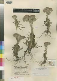 Image result for Satyrium schimperi