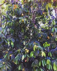 Image result for Rawsonia lucida