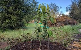 Check spelling or type a new query. How Long Until An Avocado Tree Fruits Greg Alder S Yard Posts Southern California Food Gardening