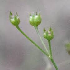 Image result for Cordylostigma virgatum