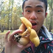 First time seeing such biggggggg chubbbbbbbbby, big laughing gym (mushroom)  in the forest. In China we call it "laughing mushroom". It is psychoactive  and poisonous. I did not eat it but I