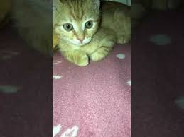 Kedi Sesi Yavru