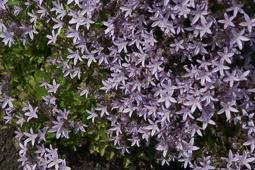 Klokjesbloem Campanula Poscharskyana Bodembedekker 4 Pack 1 Stuks Kwekersvergelijk Planten Rotstuin Bodembedekker