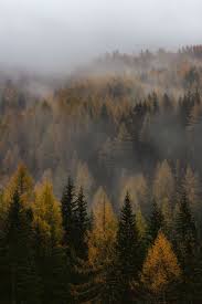 Misty Forest 1080p 2k 4k 5k Hd Wallpapers Free Download Wallpaper Flare Trees in the distance in the mist.